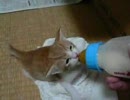 【ぬっこぬこに】ずっともきゅもきゅ【してやんよ】