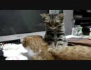 ぬっこぬっこにしてやんよ