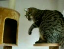 猛烈ねこぱんち。