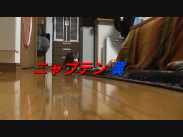 高速シュートを止める天才子猫ゴールキーパー