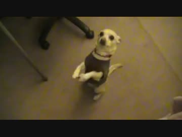 踊る小犬が可愛すぎる件