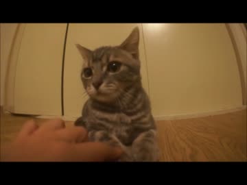 ツンギレのうちの猫がだるまさん転んだにチャレンジしたようです