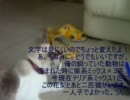 我が家のお猫様動画