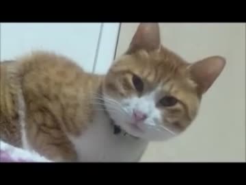 顔が丸いうちの猫が寝そう