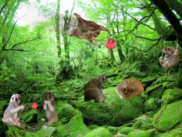 スローロリスくんの棲む森 ＋ BB集