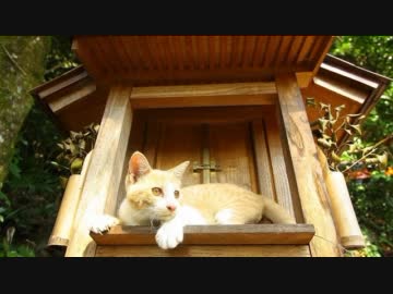 猫の写真に言葉を添えて。
