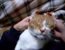 夜な夜な猫集会 耳ペコ猫 【のっけてみました～その19～】