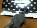 ぬこvsねずみ