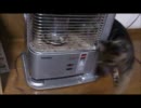 猫大回転！