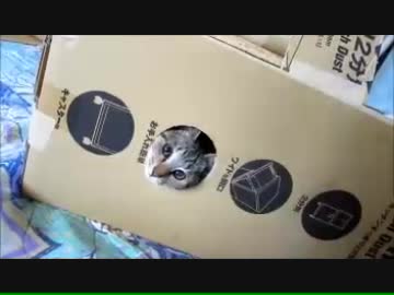 弟が作ったぬこハウス