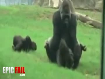 ゴリラの交尾（正常位→後背位→正常位）