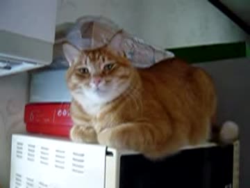 ぽっちゃり猫