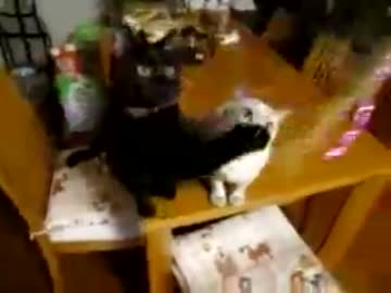 ねこじゃらし大会