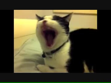 ねこのあくびにアフレコ入れてみた