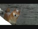 柴犬ジロー　真冬の川遊び
