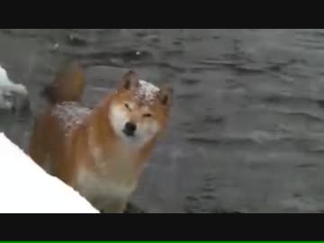 柴犬ジロー　真冬の川遊び