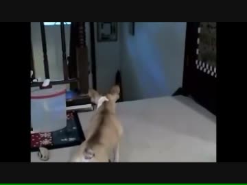 ちょっと粋がってみたけど猫にけちょんけちょんにやられるブルドック