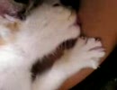 おっぱいが飲みたいぬこ