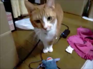 【夜な夜な猫集会】おもちゃを投げてとおねだりする猫