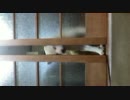 柴犬　ついに開けることができた！！！