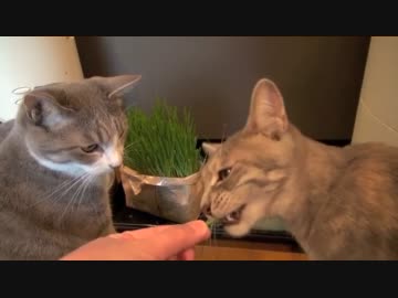 モアレとクリエ 「ネコ草たべたい」