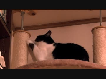 くるねこ大和　見るんじゃ寝ぇ