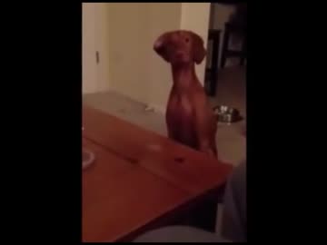 クリスマスプレゼントを拒否する犬