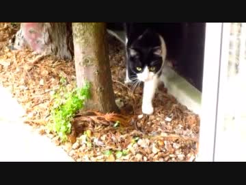 ステルス設定の猫にターキーの尻肉一枚