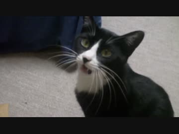 初めてのクリスマスを過ごす猫【その２】