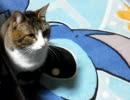闘ってみたりした。