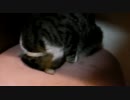 変なかっこで寝る猫(ゴメン寝)