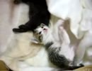 うちのこねこ25：ちょっとどいてΣ(･Д･ﾉ)ﾉ