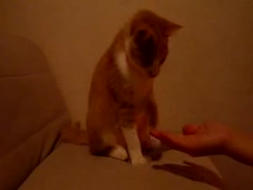 【猫】お手とおかわりっぽいのをやらせてみた。
