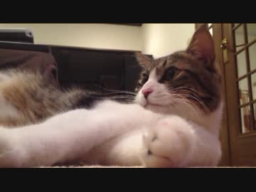 うちのノエル 74 － くつろぎの時間を邪魔されるねこ。