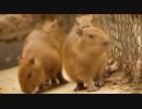 長崎バイオパークに４頭のカピバラの赤ちゃん