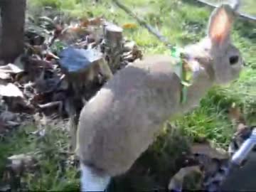 さらば うさぎ年。