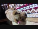 夜部屋で.mp4