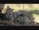 HDぬこ　その36