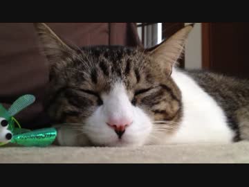 うちのノエル 76 － ふろくのおもちゃにワクテカするねこ。