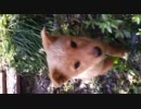 庭1.mp4