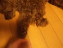 拒否する犬