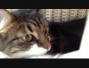 ノルノル #7「2012年の初日の出と、新幹線に乗る猫」