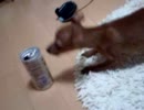 空き缶に吠えまくる犬