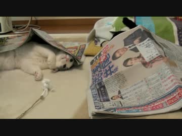 くるねこ大和　2012正月