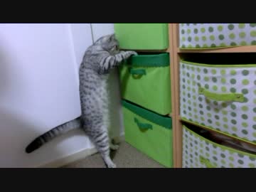 必死すぎる背伸びでオモチャ箱を漁るねこ
