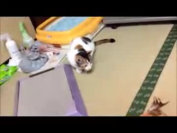 回転猫