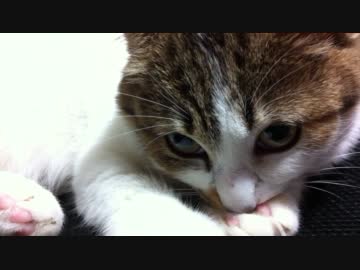 家のモモちゃんがにくきゅうをちゅうちゅう吸ってるお