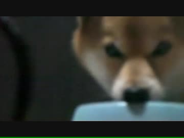 柴犬ジローの夕ご飯