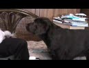 ハラペコぷーさん