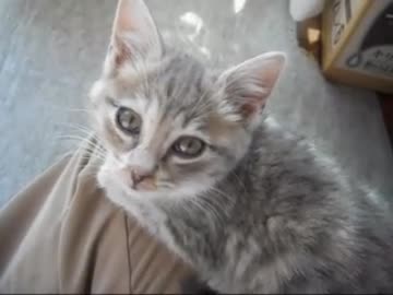 平成２４年１月１日　実家の猫とってきたよ